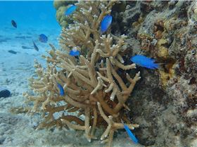 Cocos Lagoon Crossing 2015