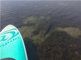 Primbee Submerged Sleeper 1