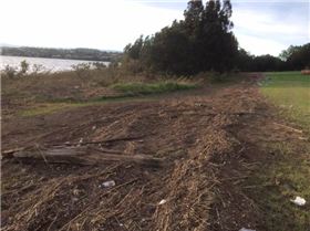 Primbee after the king tide