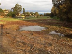 Primbee after the king tide