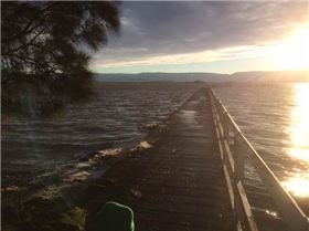 Primbee after the king tide