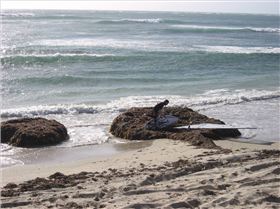 Spot x Geraldton The  wave 369er bowl  and inside section