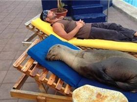 seal-funny-beach-pictures
