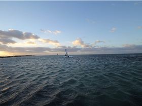 Rice pig on the flats