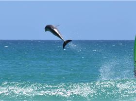 Marti Dolphin Encounter