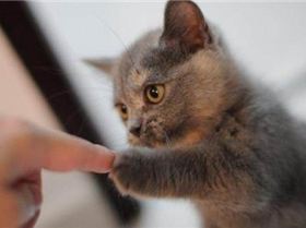 Fist-bump-by-kitten