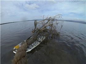 Cleaning Lake Illawarra