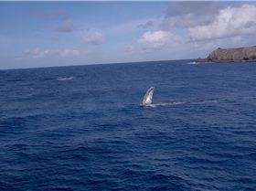 Screen Shot 2017-04-02 at 11.50.28 AM