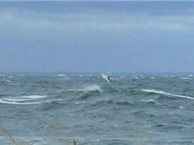 Staffe@mölle 07082007