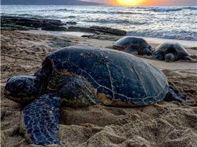 thumb 19424004 10158935408765215 2343670087429963251 n 1024