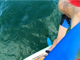 Kyeemagh windsurfing and foiling