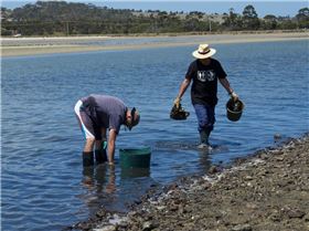 Oyster Clean Up