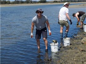 Oyster Clean Up