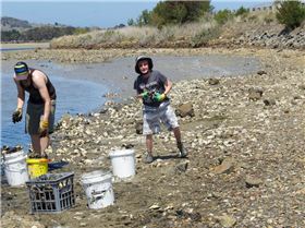 Oyster Clean Up