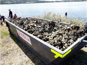 Oyster Clean Up