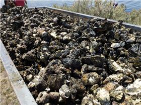 Oyster Clean Up
