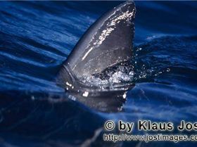 A-Great-White-Shark-Carcharodon-carchariasright-beneath-the-water