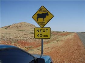 Dont have a cow man!