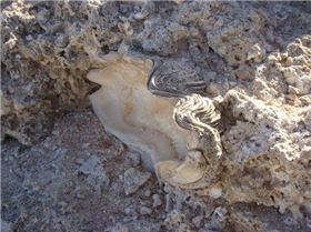 2000 years BC at The Gloo