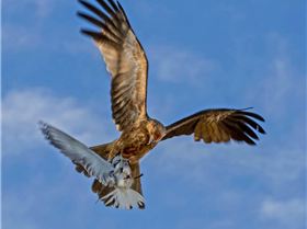 29793187 954390821393705 1695149873765075056 n