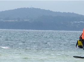 P1310427 - Copy (Large)