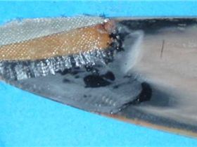 cedar-carbon-stainless weedy