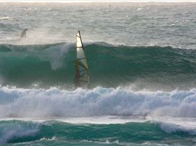 some big fish in the water at gnaraloo