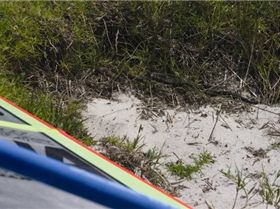 Snake in The Grass At Boggy