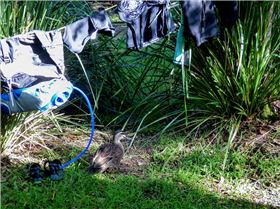 Myall Lakes GPS event  2018