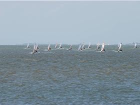 A couple of pics from the Waterloo Cup, Rose Bay, Manly