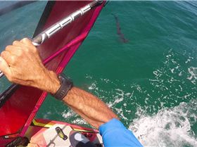 20181207 hammerheads 02