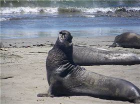 elephant-seals