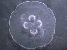 Moon Jelly