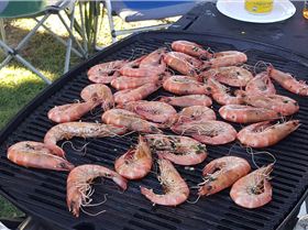 prawns