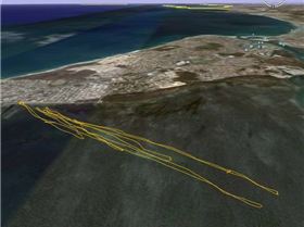 Hardies on a light day