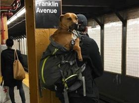 subwaydog1