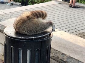 Screen-Shot-2018-08-30-at-9.45.46-AM