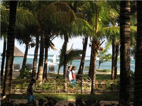 Windsurfing through the trees