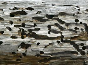 12021.ngsversion.1421958885120.adapt.1900.1