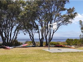 Lilacs, Albany Feb 2020