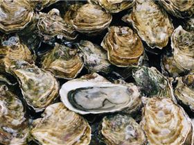Oysters int