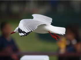WindWanderers Redcliffe Meet