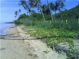 the chosen beachfront
