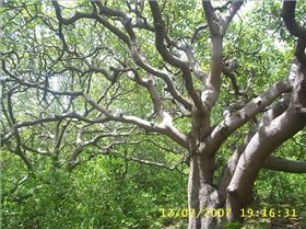 the export product cashew-tree