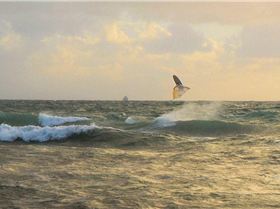 Onshore wsw dutch in west oz - backie!