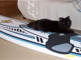 Oscar The Windsurfing Cat