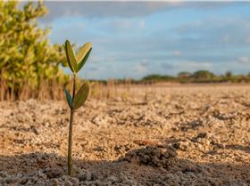 Sailing in Mangroves