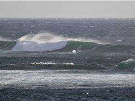 Rippa dippa poopy pants