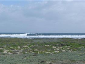 Starboard Evo 70 Carbon Wood