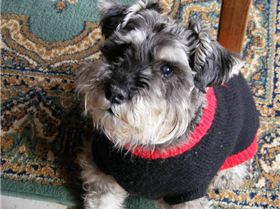 Max, see windsurfing dogs rule thread